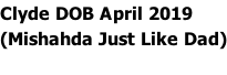 Clyde DOB April 2019  (Mishahda Just Like Dad)
